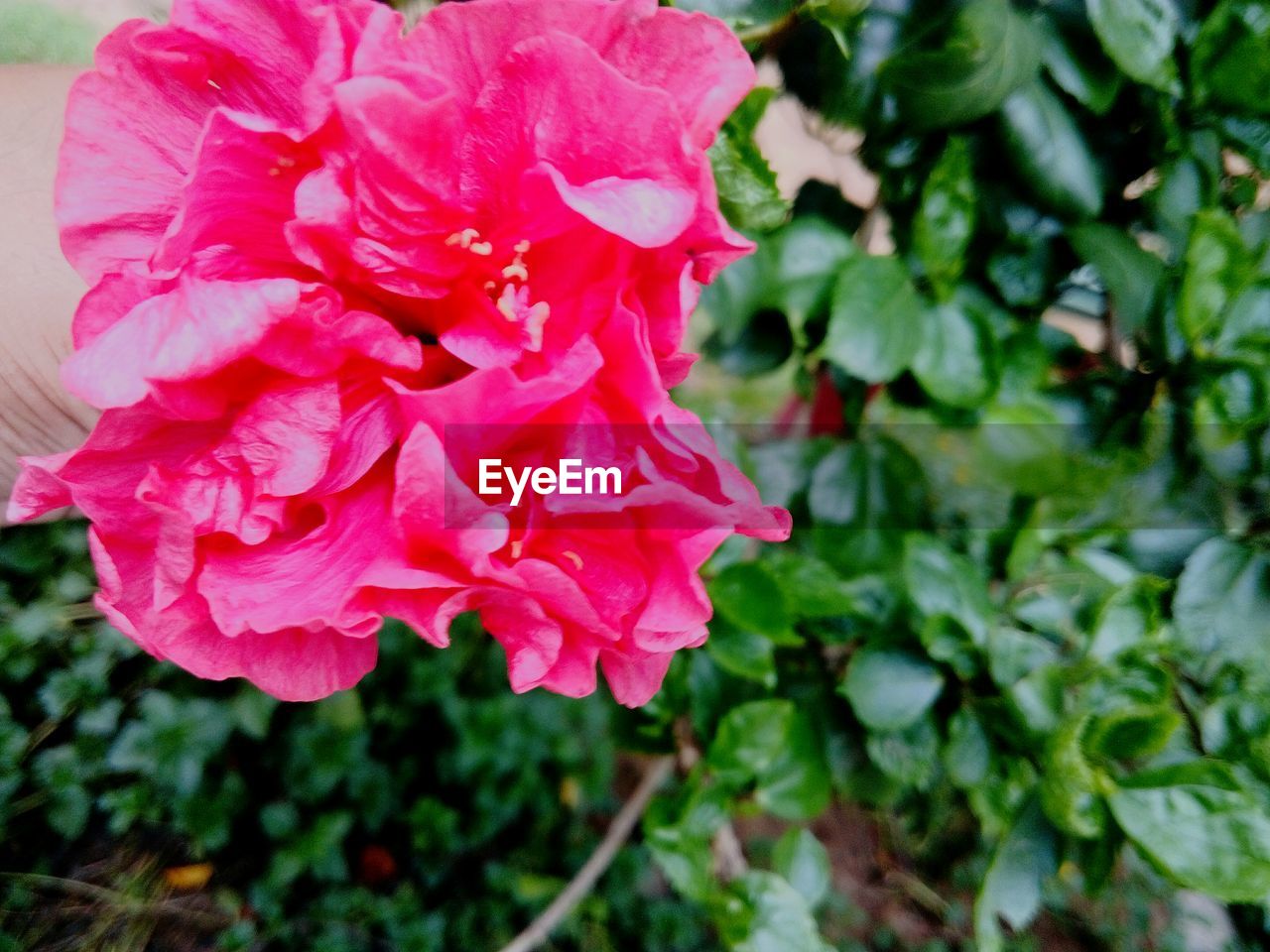 CLOSE-UP OF PINK ROSES