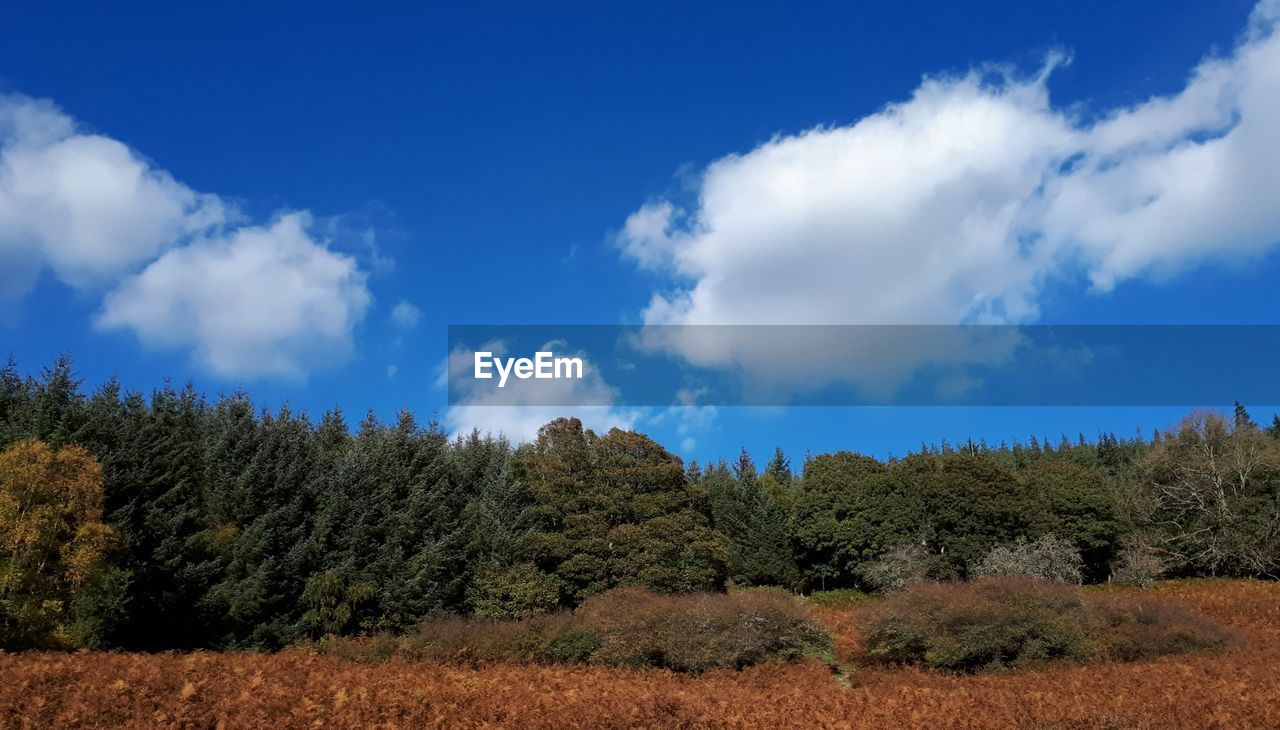 Panoramic view of trees and plants against sky