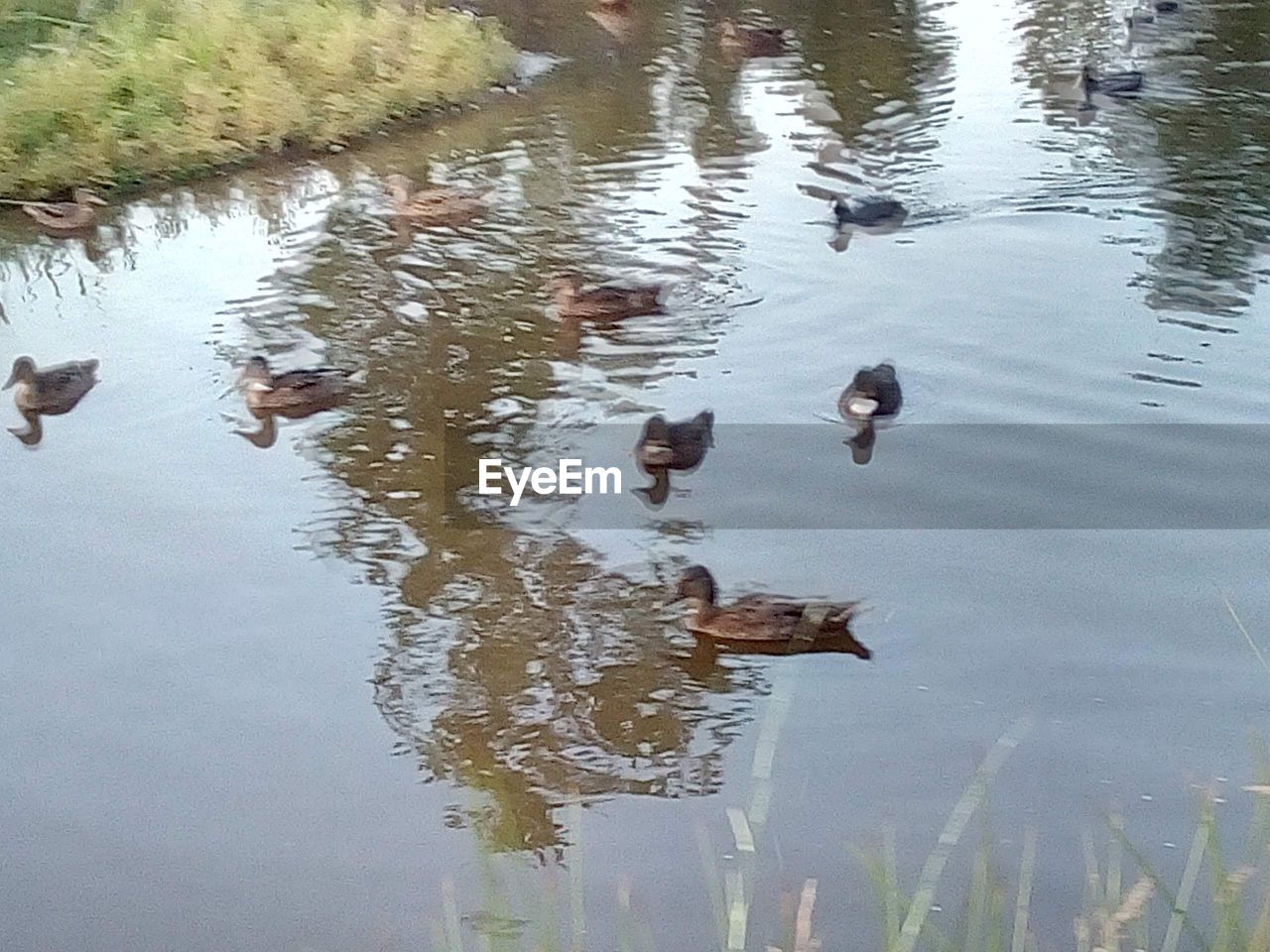 DUCKS SWIMMING IN A LAKE