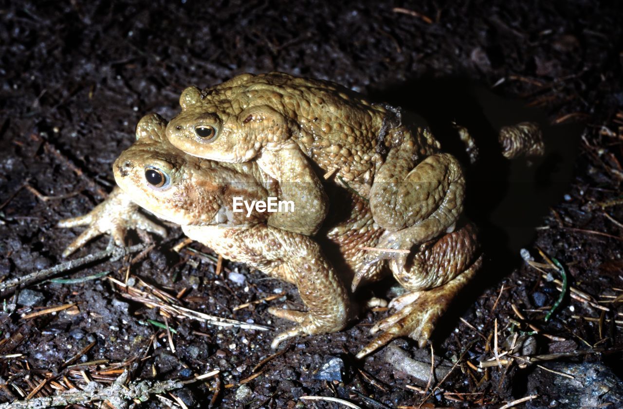 animal, animal themes, toad, frog, true frog, animal wildlife, amphibian, one animal, wildlife, bullfrog, reptile, nature, no people, land, close-up, outdoors, day, high angle view