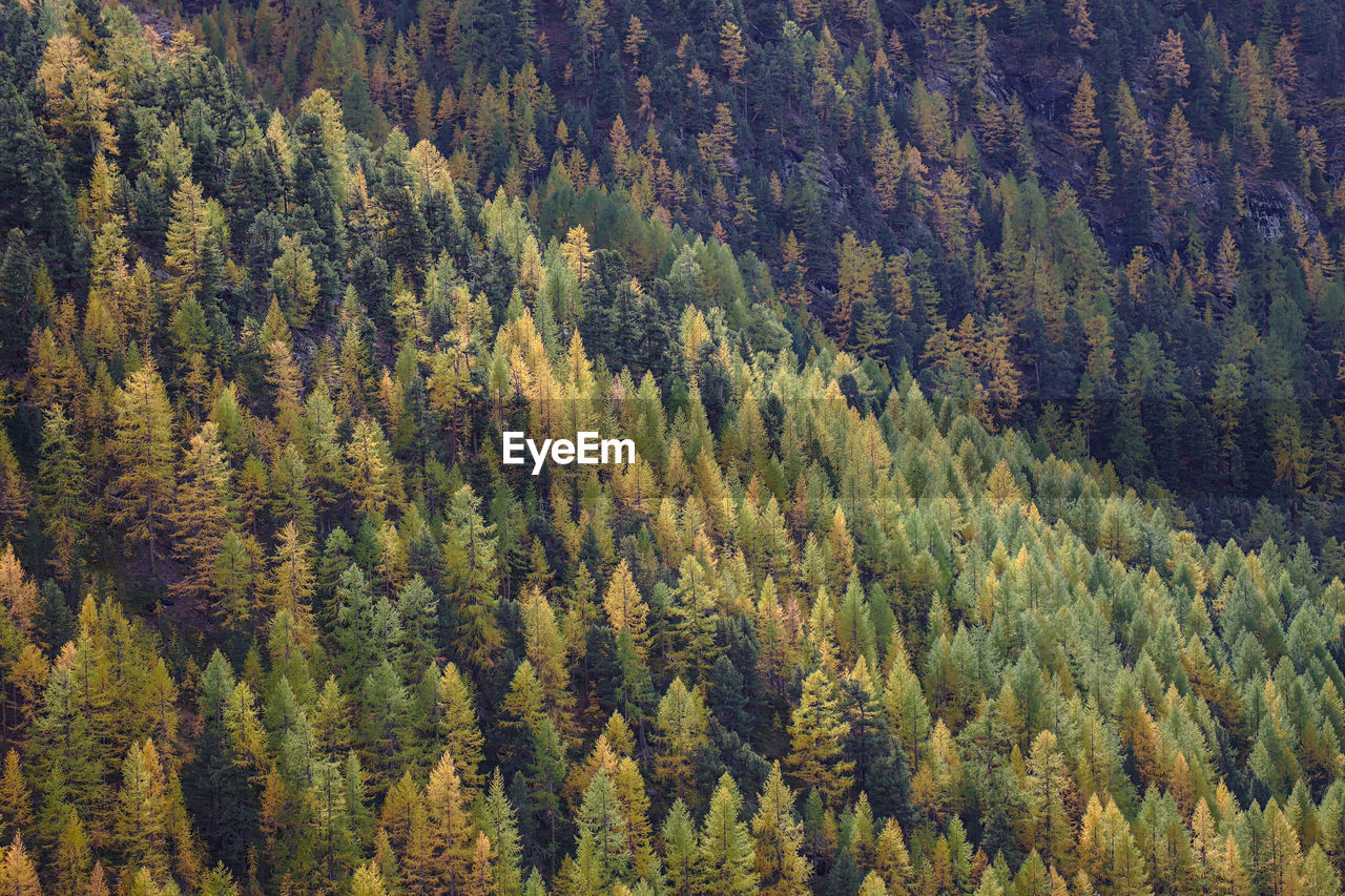 Larch forest in autumn colours.