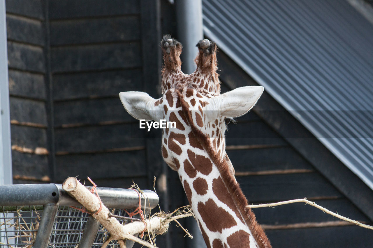Rear view of giraffe at zoo