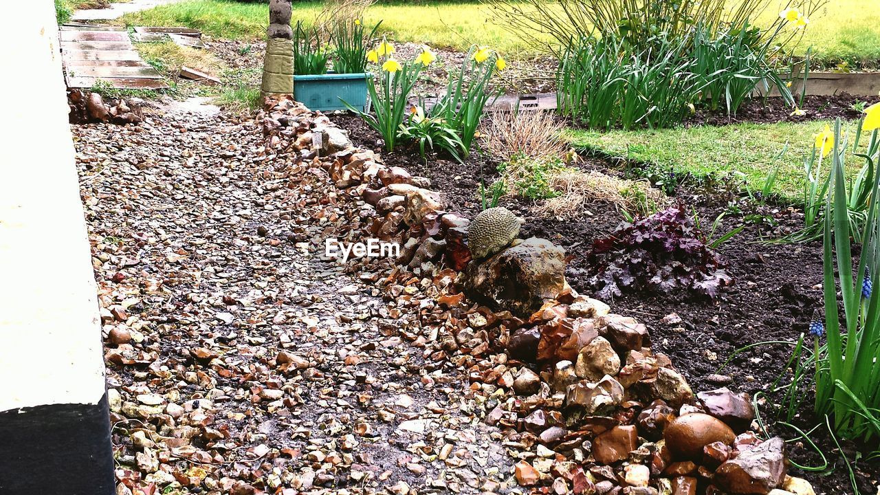 PLANTS IN BACKYARD