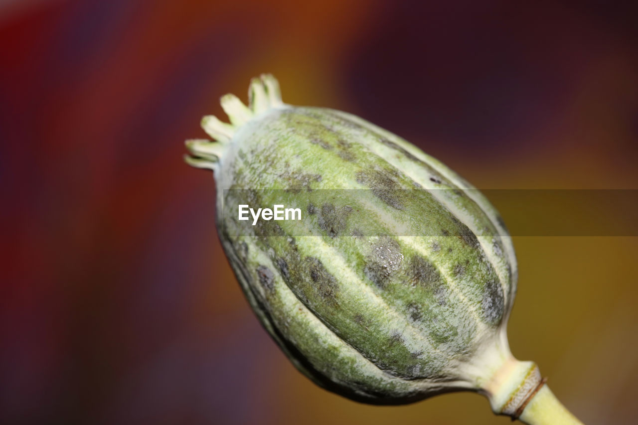 Opium fruit papaver somniferum family papavaraceae close up botanical background high quality big