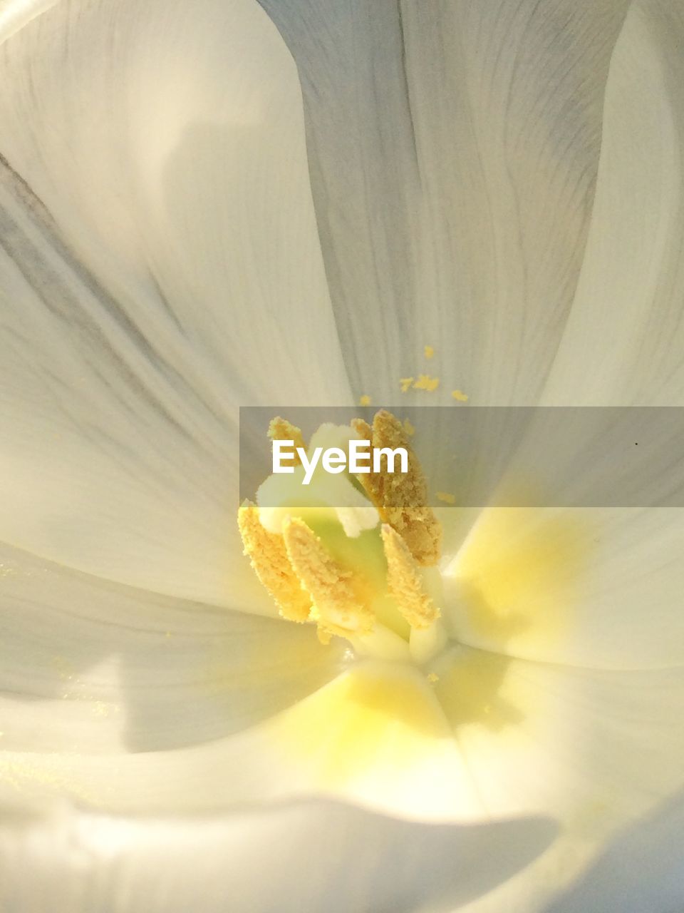 Extreme close-up of white tulip blooming outdoors