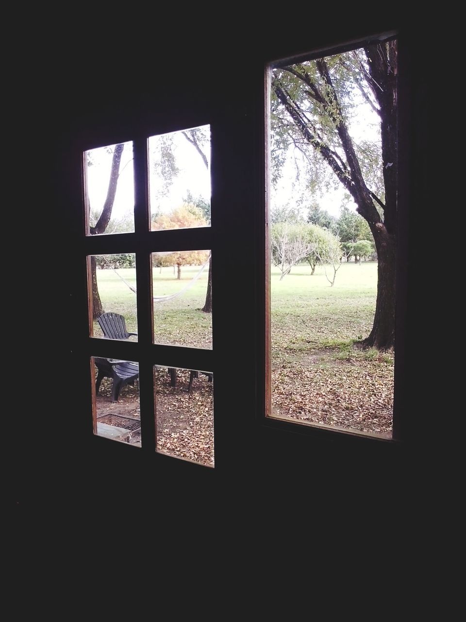 VIEW OF TREES THROUGH WINDOW