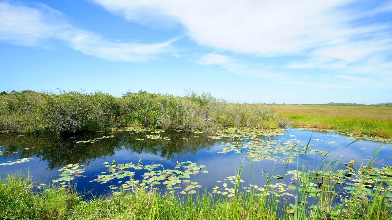 SCENIC VIEW OF LAKE AND PLANTS AGAINST SKY