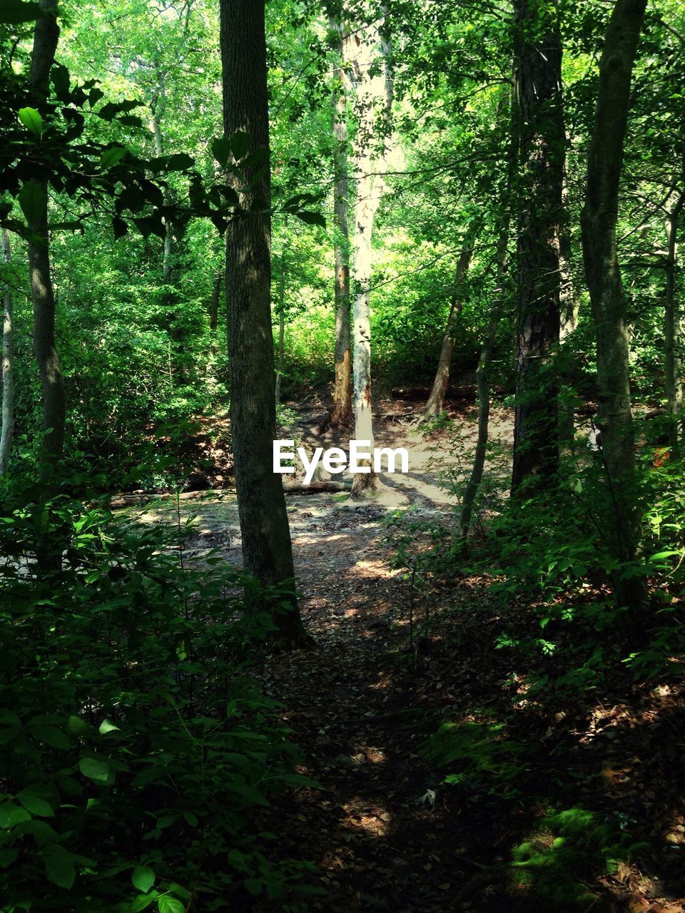 VIEW OF TREES IN FOREST