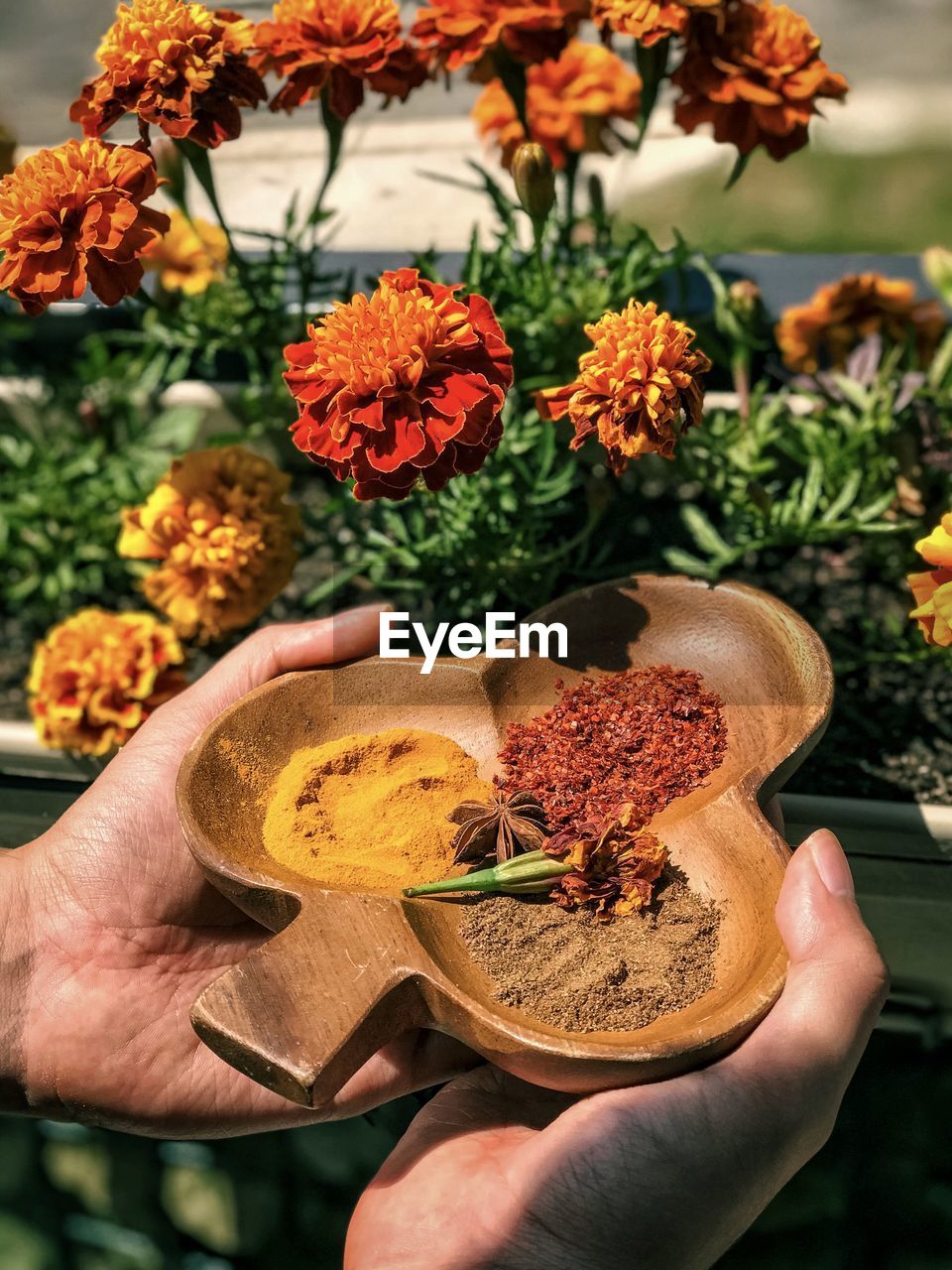 Midsection of person holding decorative, wooden container of spices against marigold plants.