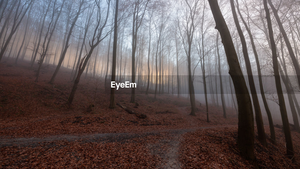 tree, forest, land, natural environment, morning, plant, fog, nature, tranquility, sunlight, beauty in nature, woodland, environment, tree trunk, trunk, non-urban scene, scenics - nature, bare tree, mist, landscape, tranquil scene, autumn, soil, no people, winter, sky, idyllic, leaf, outdoors, remote, branch, plant part, dirt, day, cold temperature, road