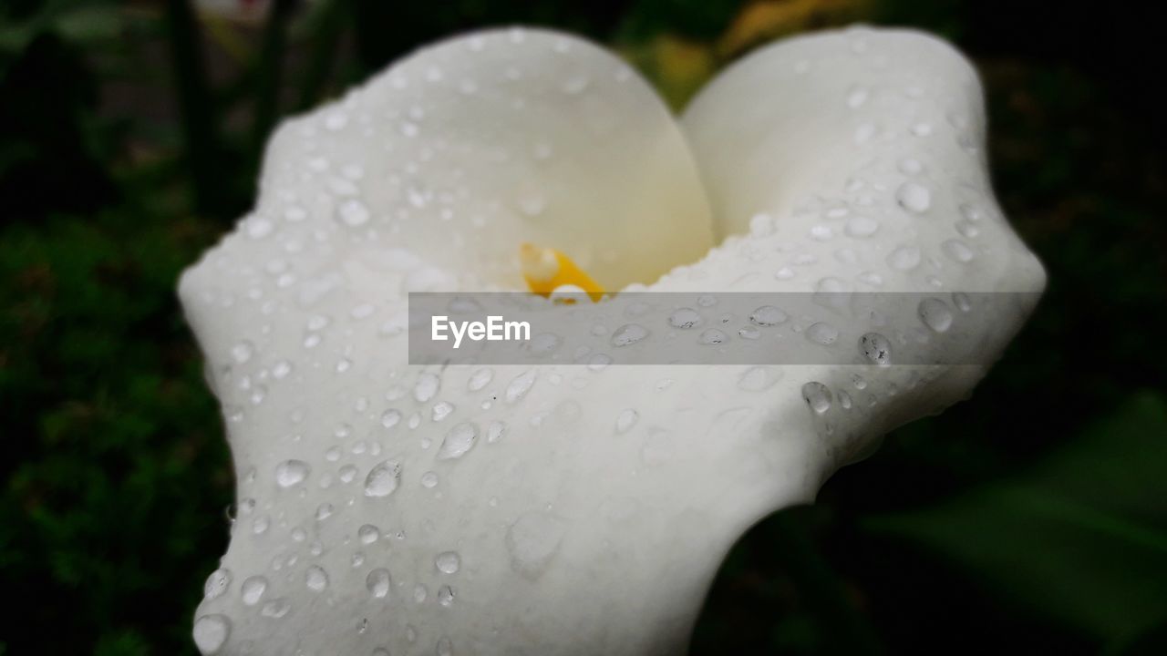 CLOSE-UP OF RAINDROPS ON WHITE FLOWER