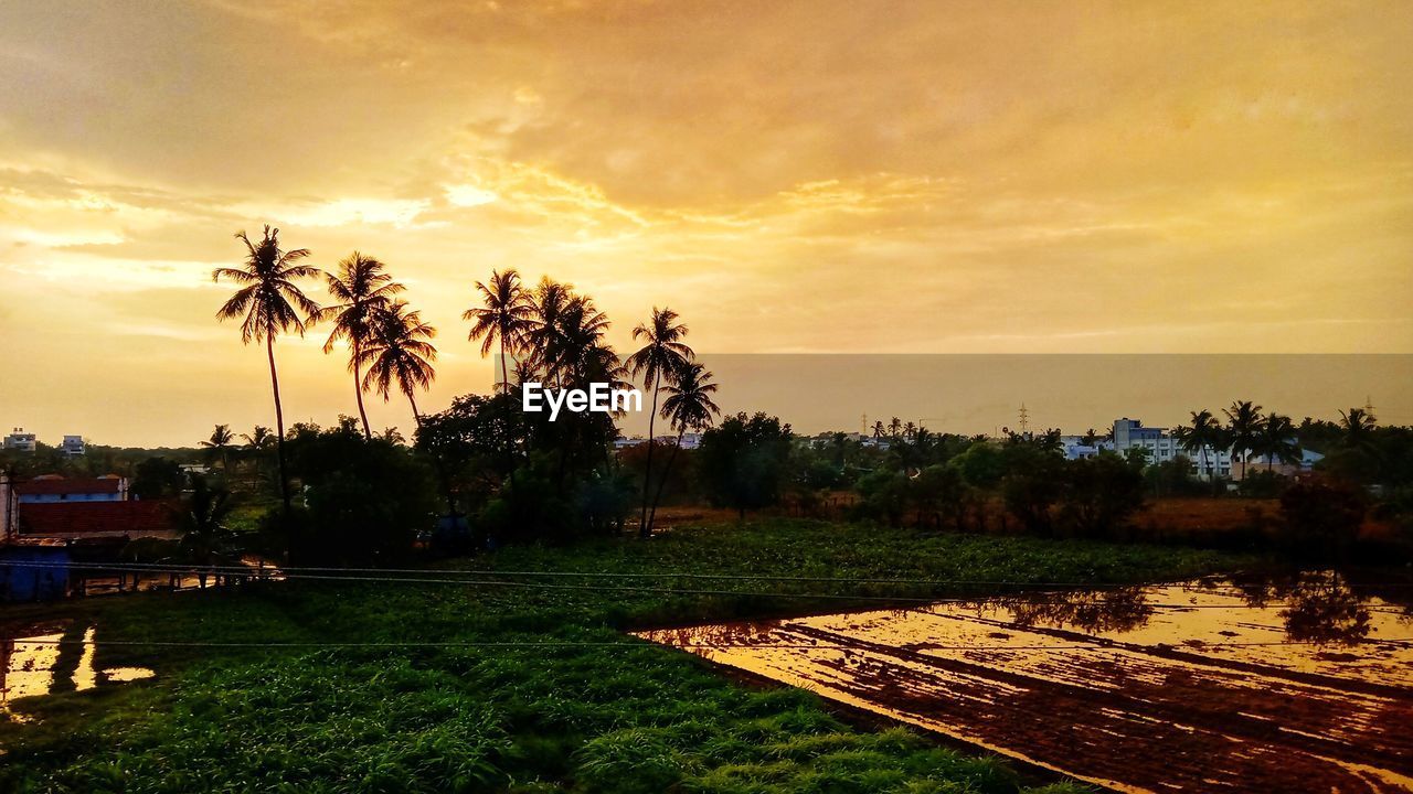 PALM TREES ON FIELD AGAINST SKY AT SUNSET