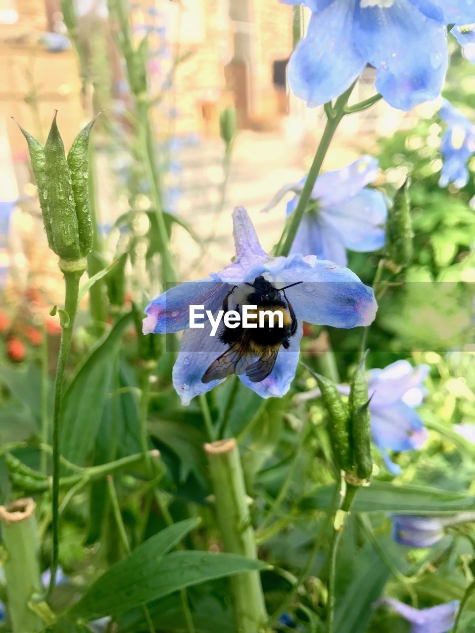 BEE POLLINATING ON PURPLE FLOWER