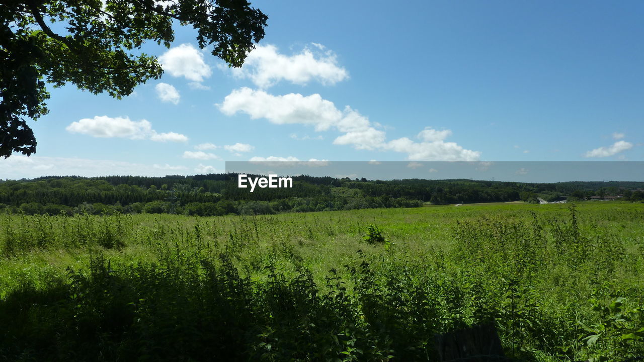 Scenic view of agricultural field against sky