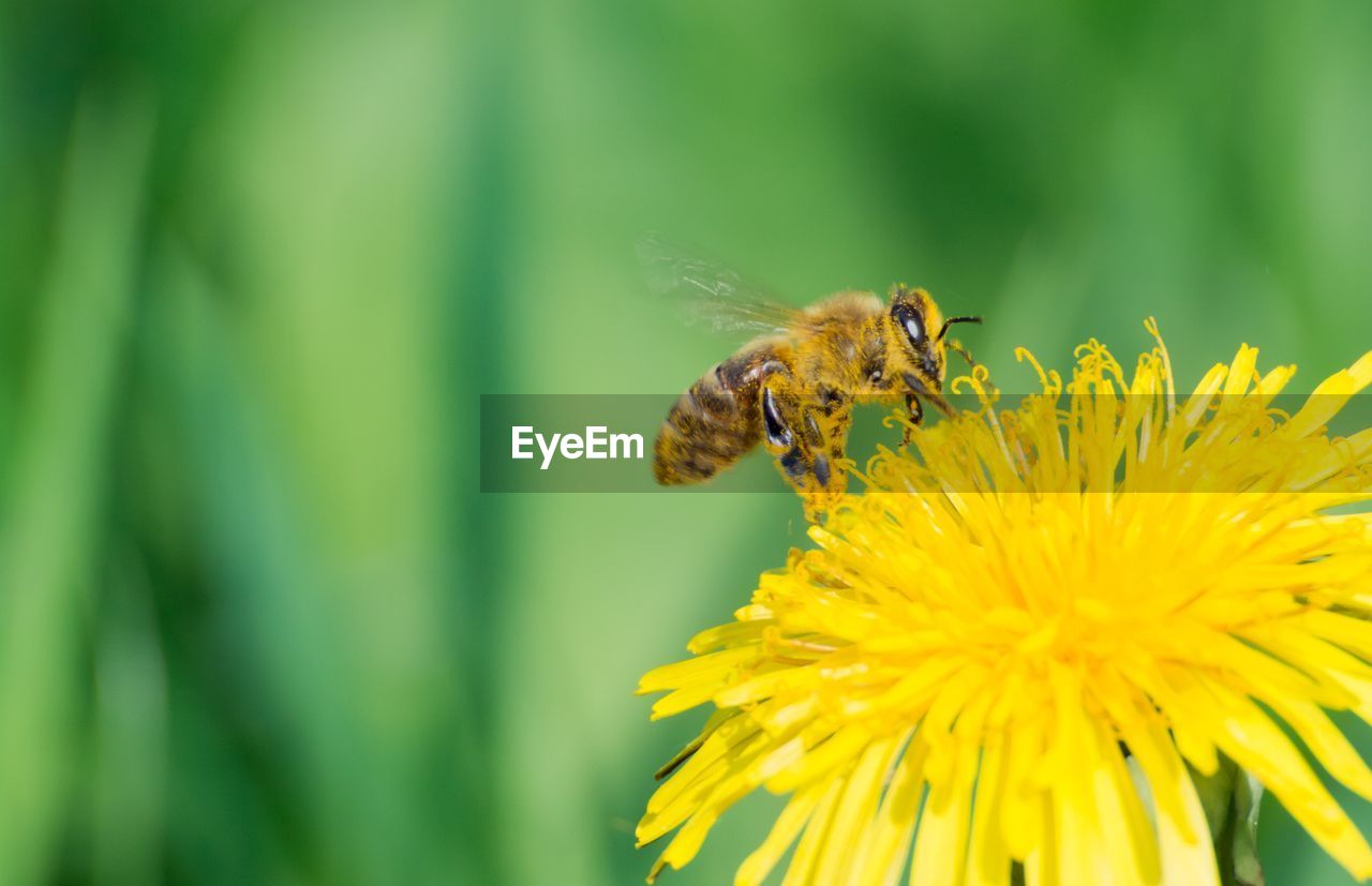 CLOSE-UP OF HONEY BEE POLLINATING ON YELLOW FLOWER