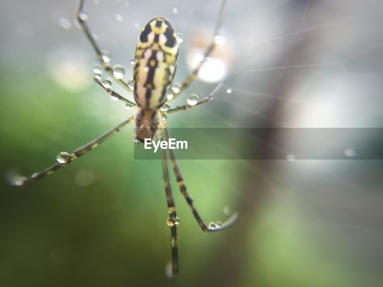 Close-up of wet spider on web