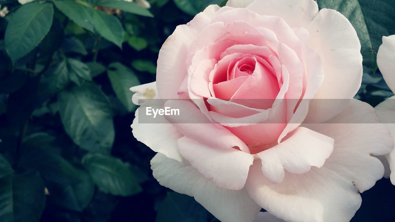 Close-up of pink rose