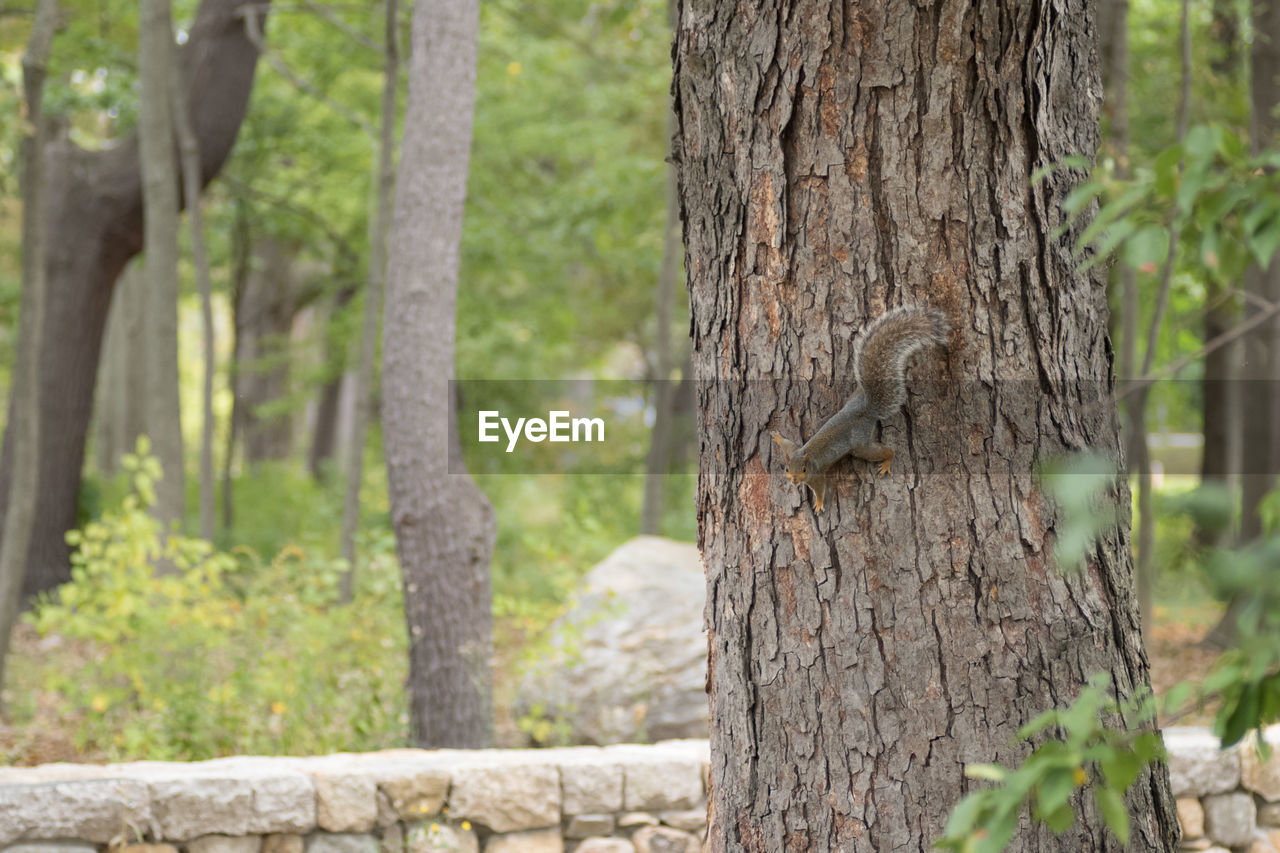 Squirrel on tree trunk in forest