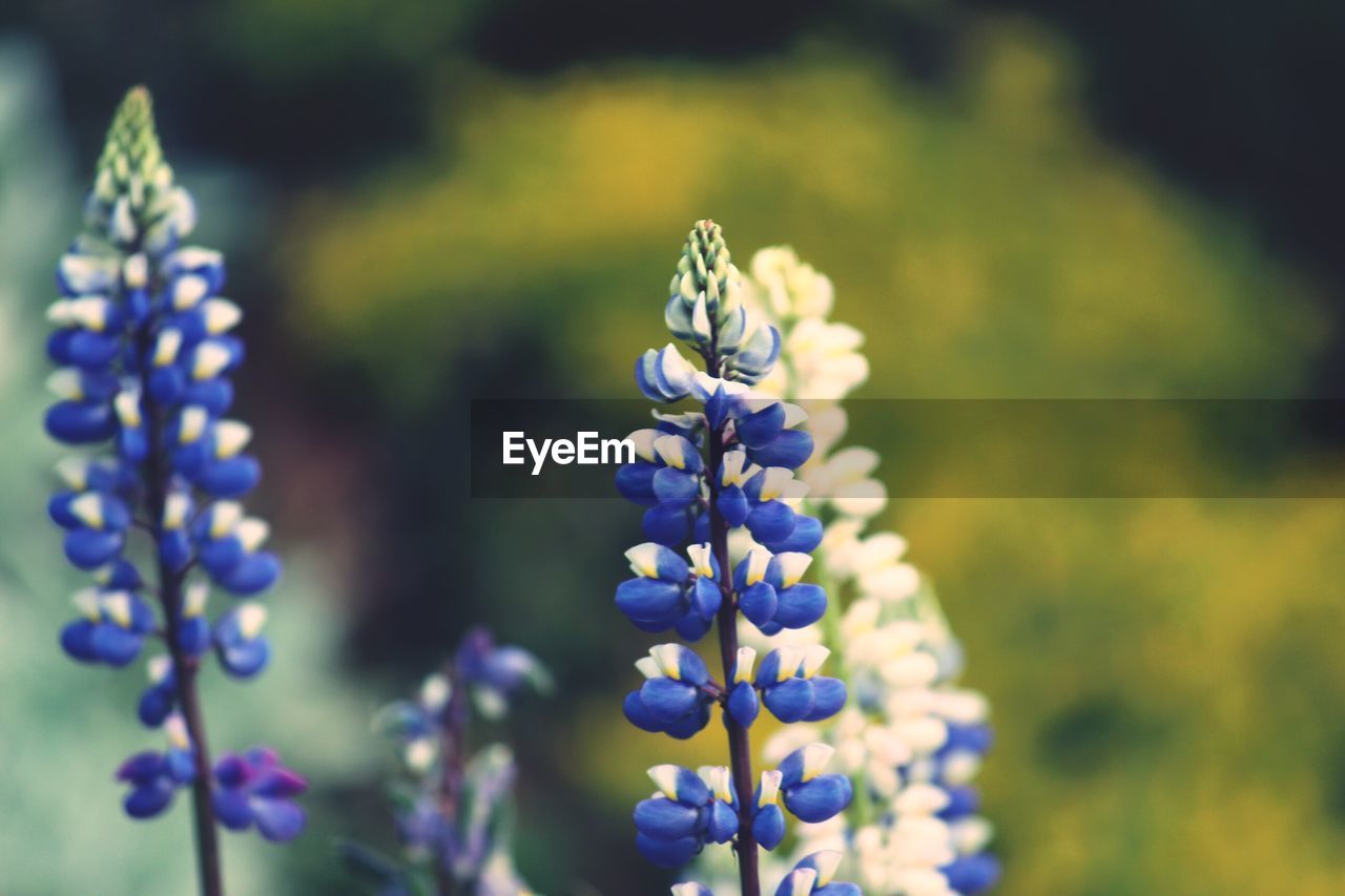 CLOSE-UP OF PURPLE LAVENDER BLOOMING ON FIELD