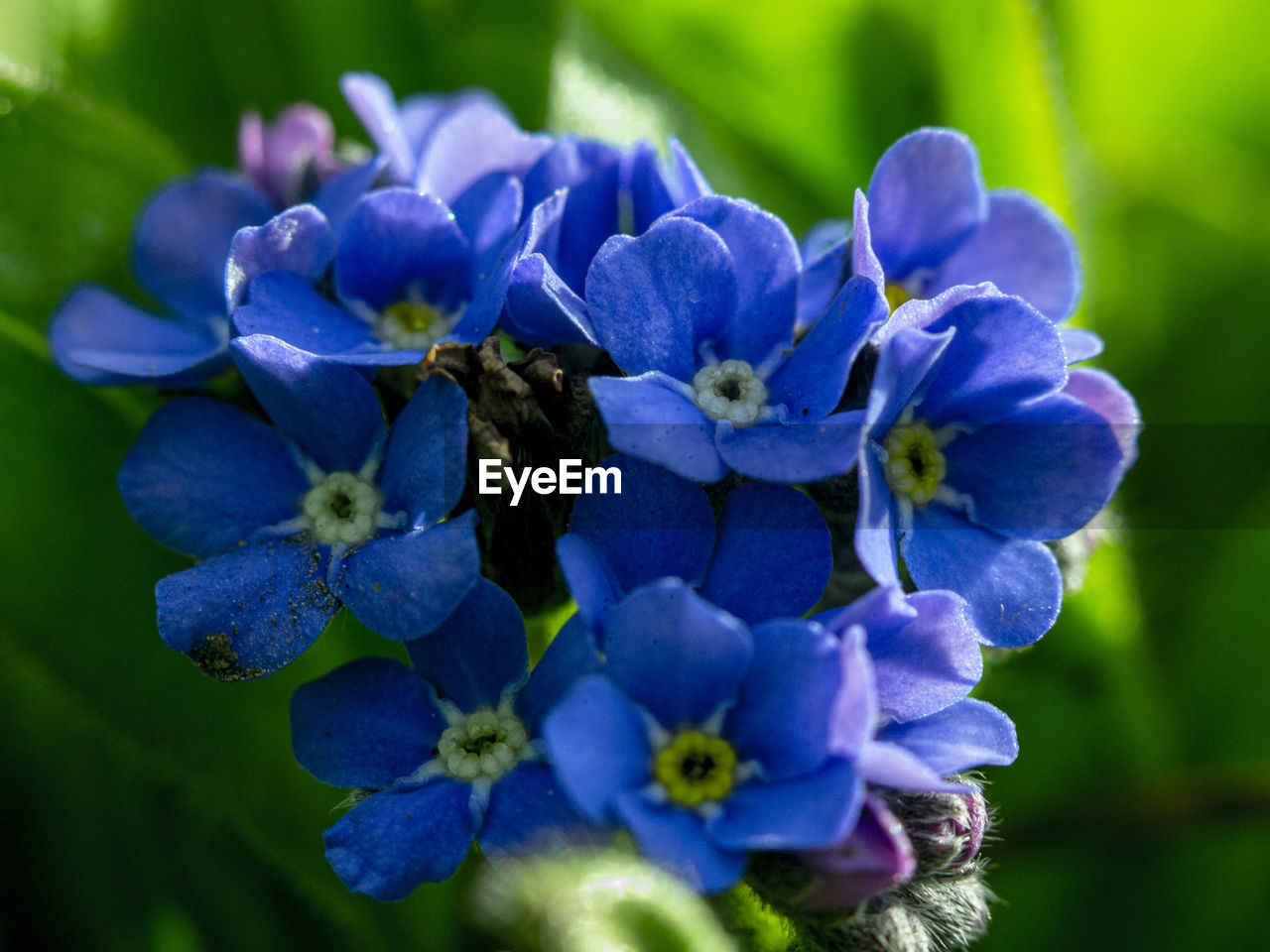 Close-up of purple flowering plants