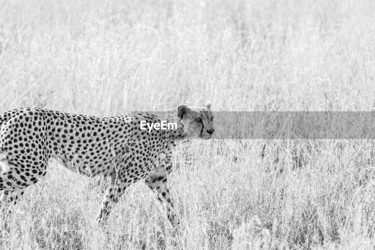 Side view of cheetah in savannah 