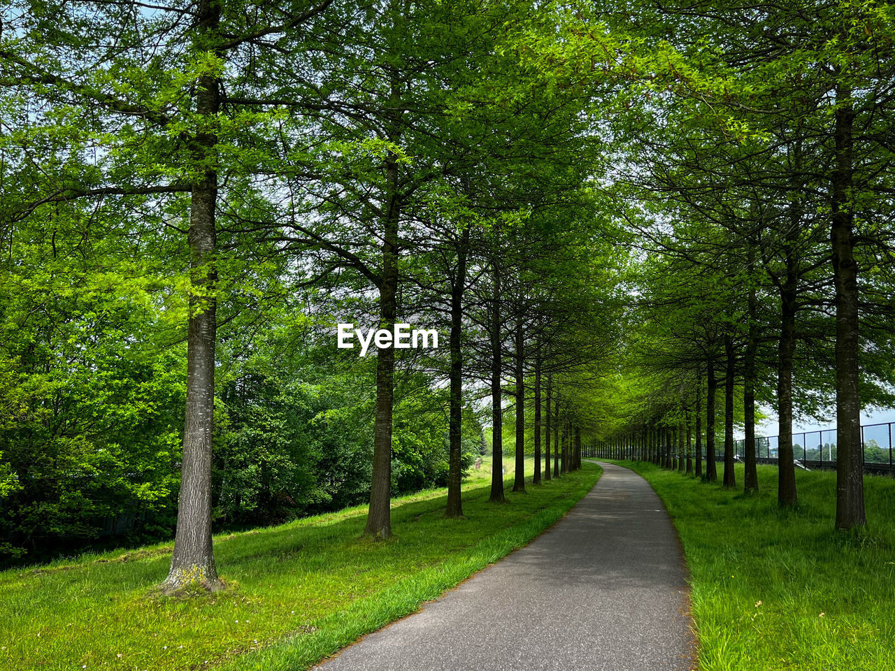 Road amidst trees
