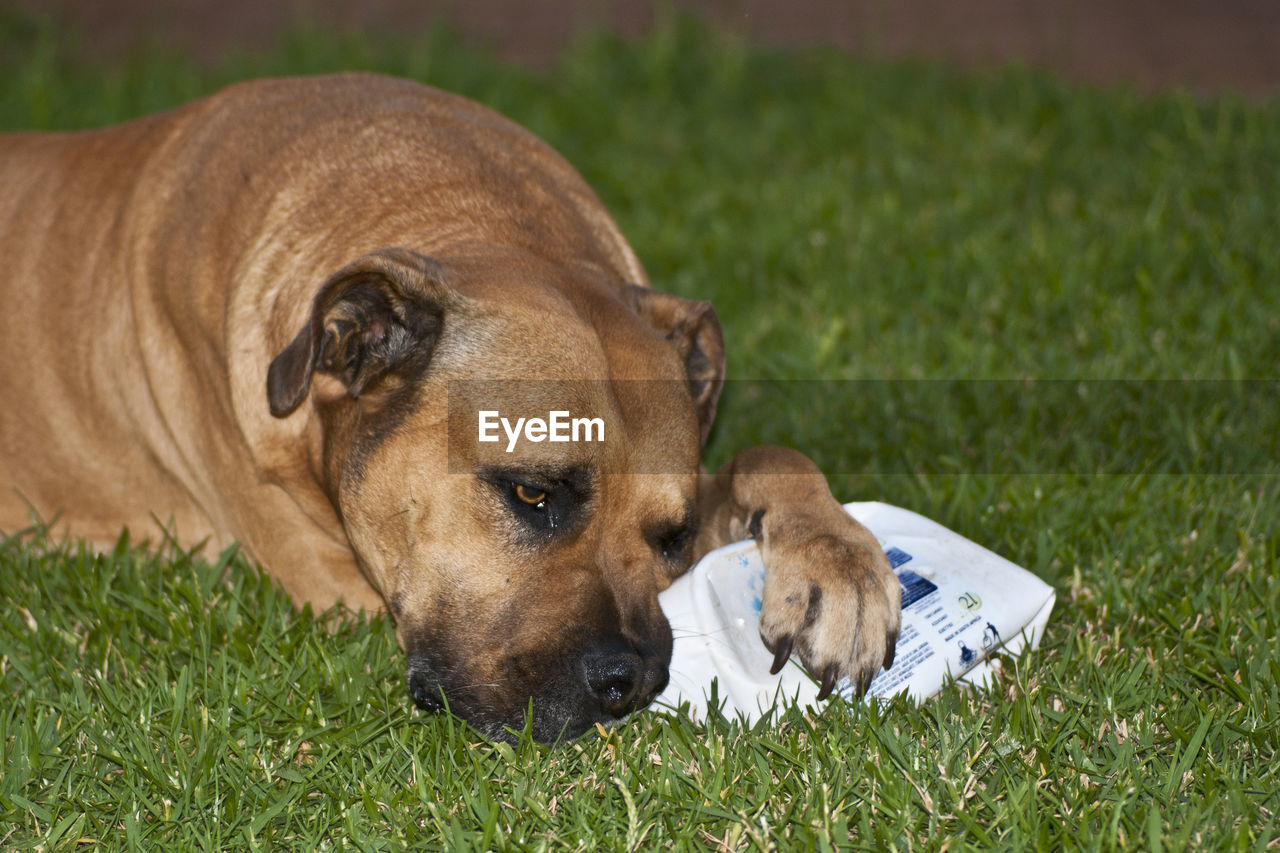 Close-up of dog lying on grass