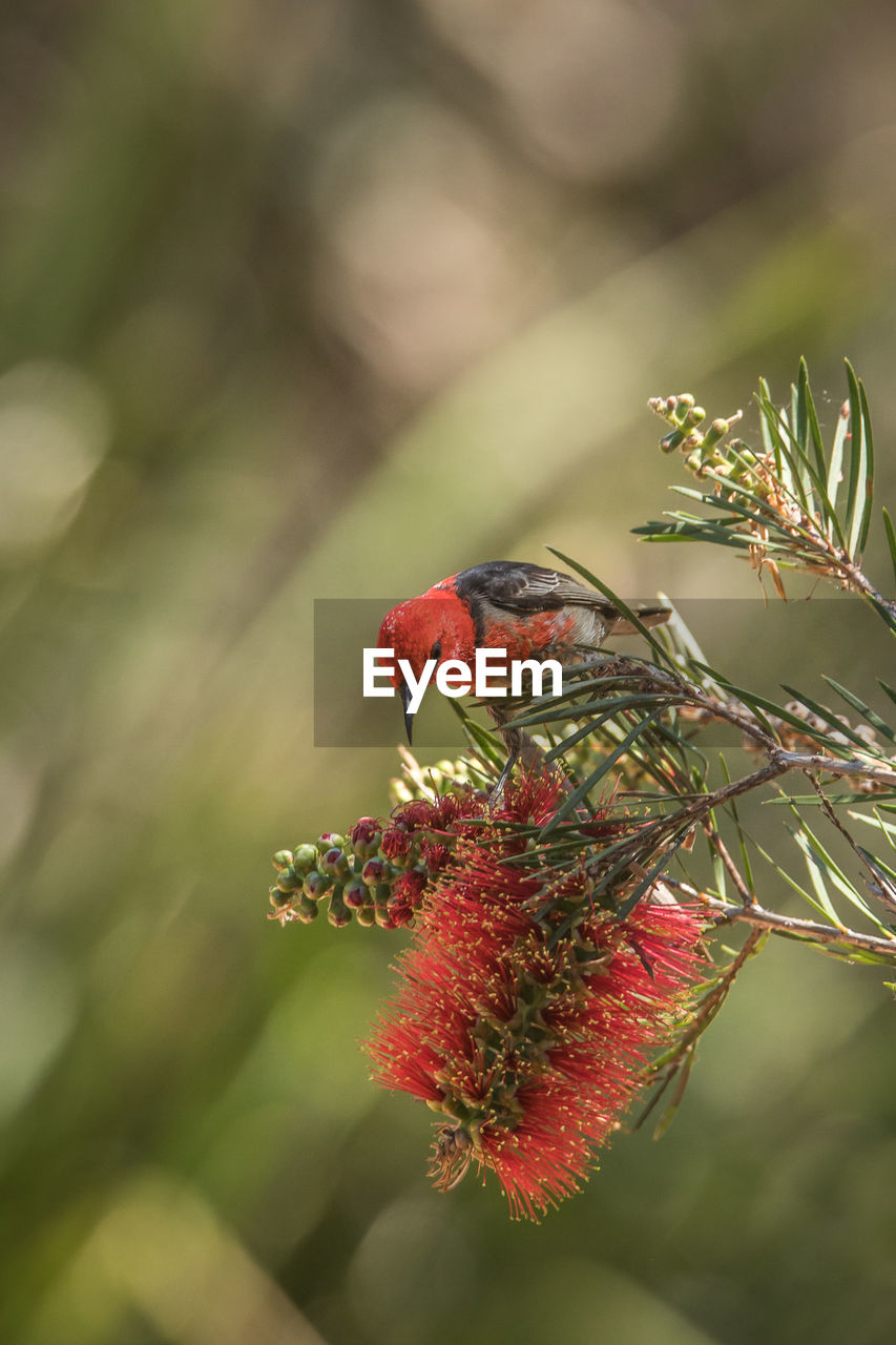 Close-up of bird on red flower