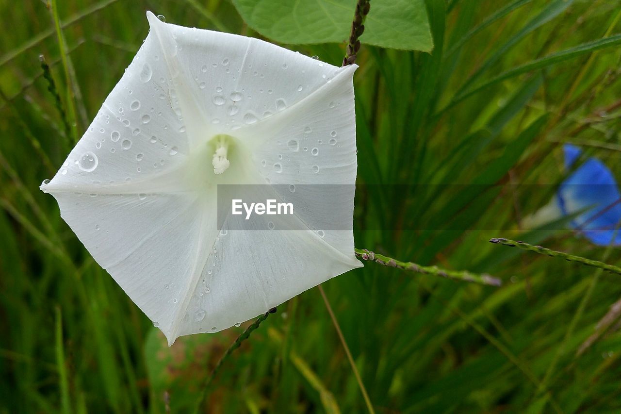 MACRO SHOT OF WATER DROPS ON FLOWER