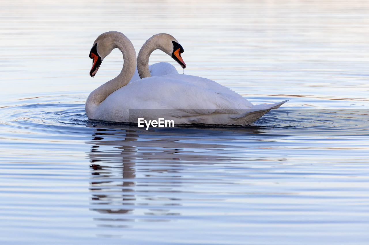 Swan swimming in lake