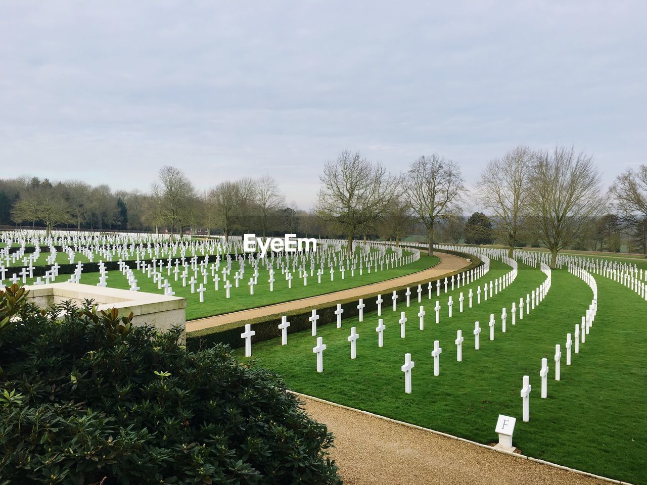 ROW OF TREES ON GRASS