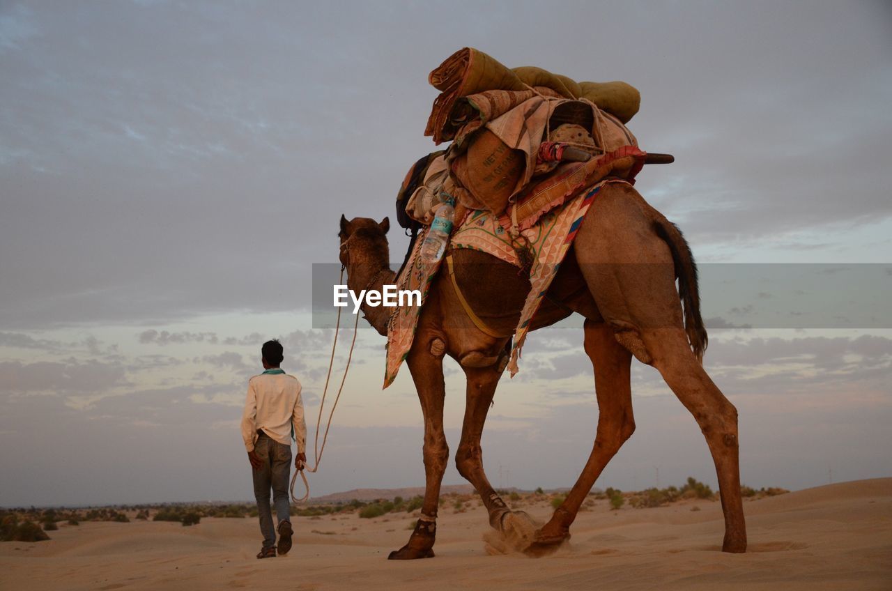 Rear view of man with camel in desert against sky