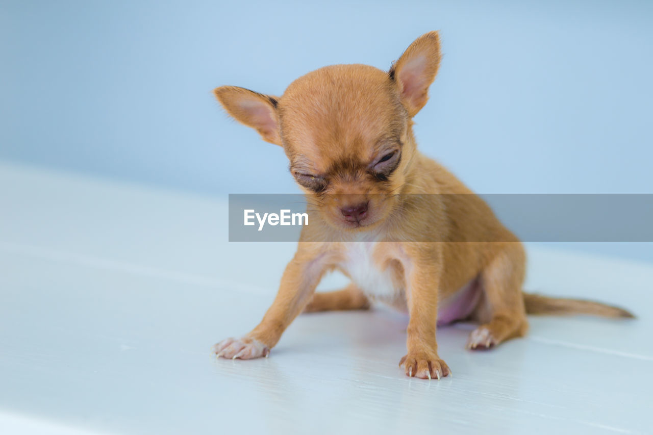 pet, animal themes, animal, mammal, one animal, domestic animals, dog, young animal, lap dog, canine, carnivore, cute, chihuahua, blue, puppy, no people, indoors, studio shot, full length, portrait, looking