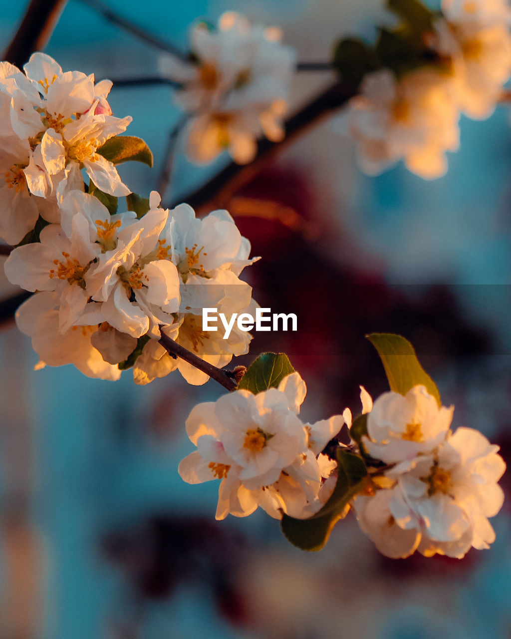 Close-up of cherry blossoms on tree