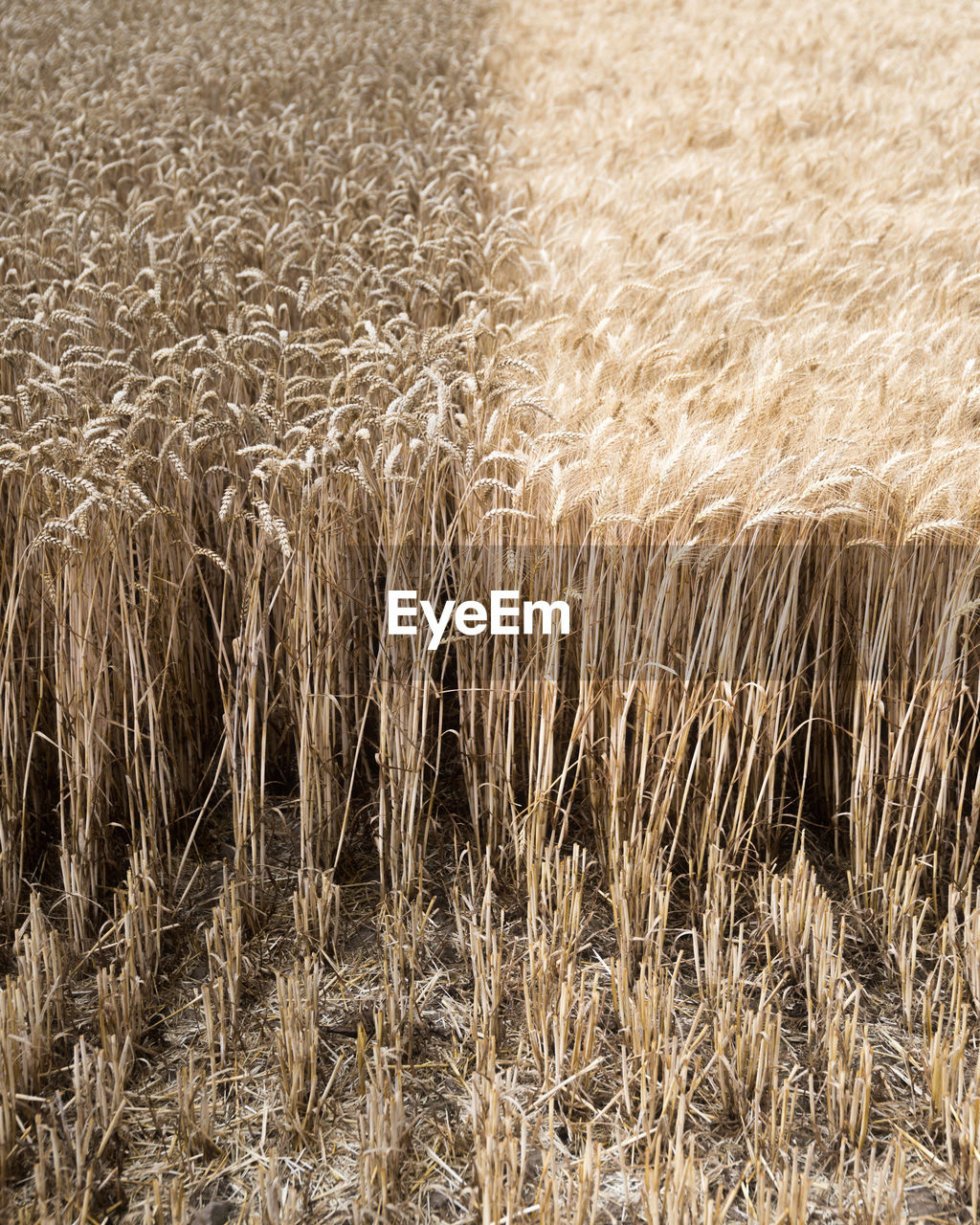 FULL FRAME SHOT OF WHEAT CROP