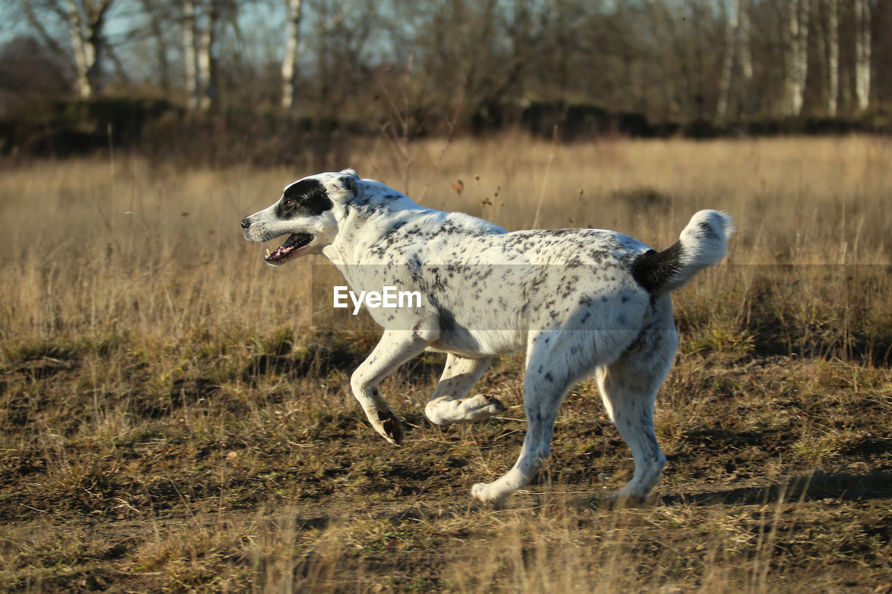 DOG RUNNING IN FIELD