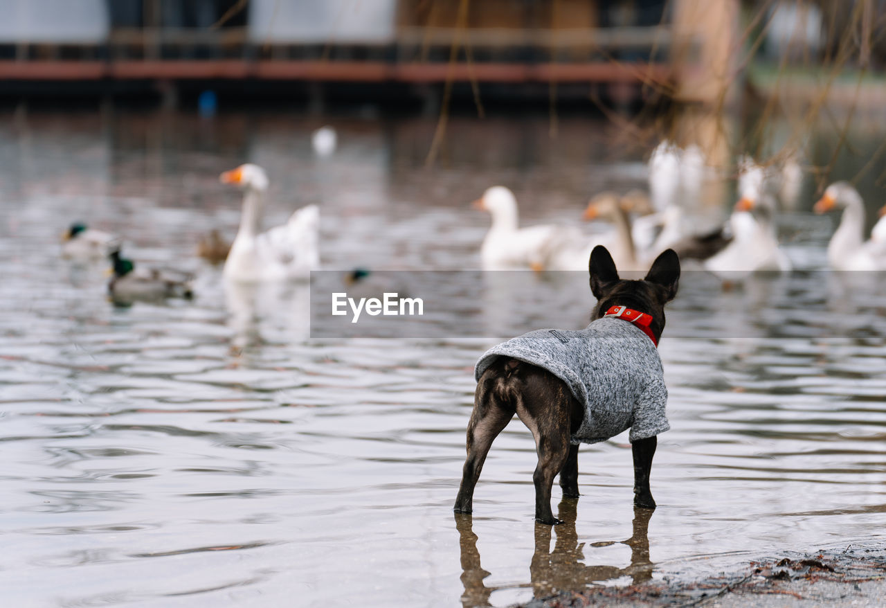 Brindle french bulldog dog by the lake with ducks and geese