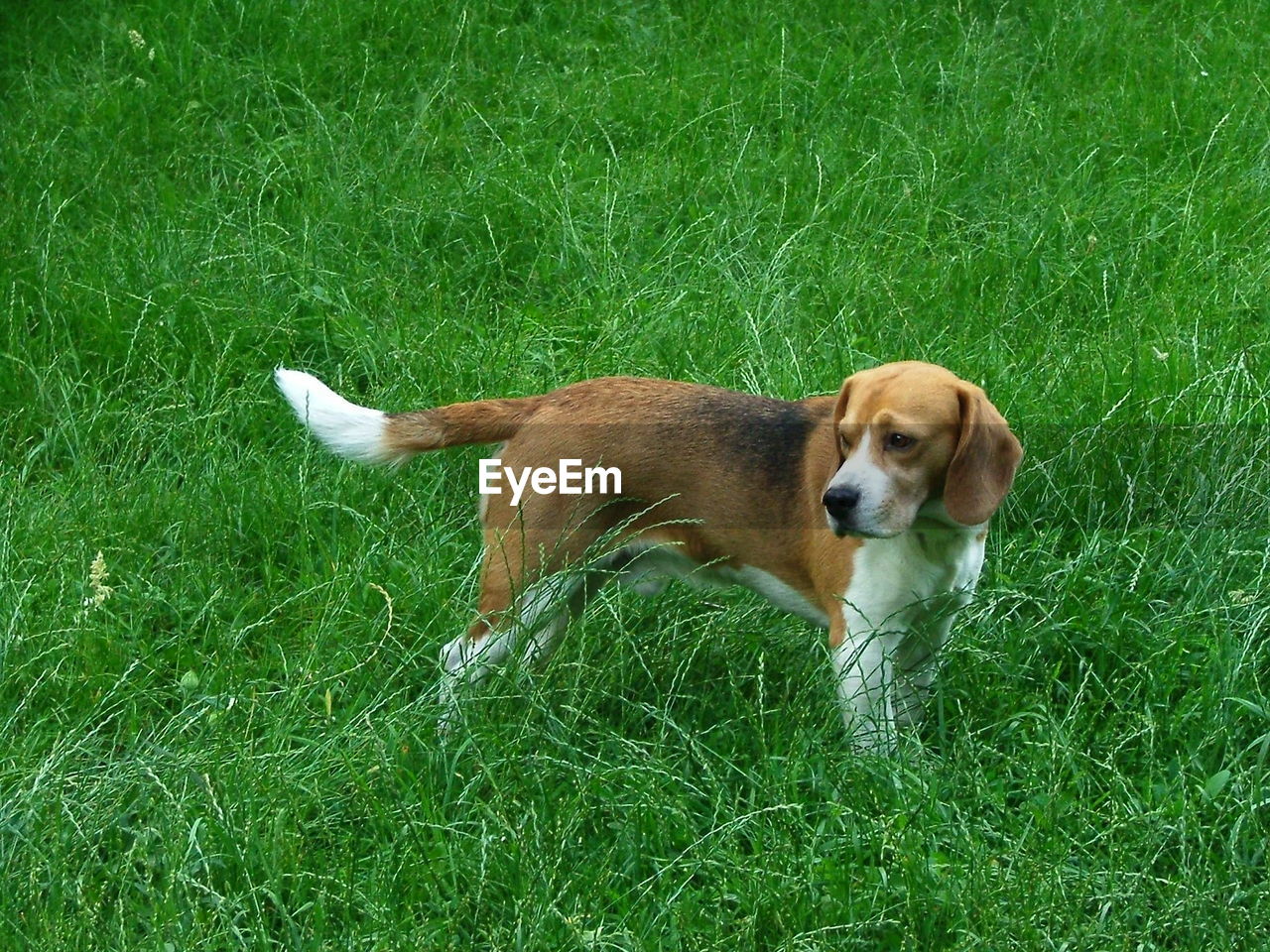 High angle view of dog on grassy field