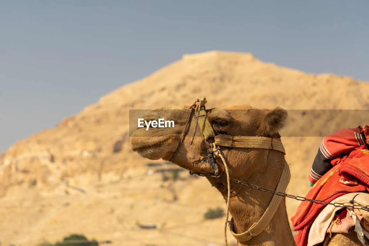 View of a camel on a desert