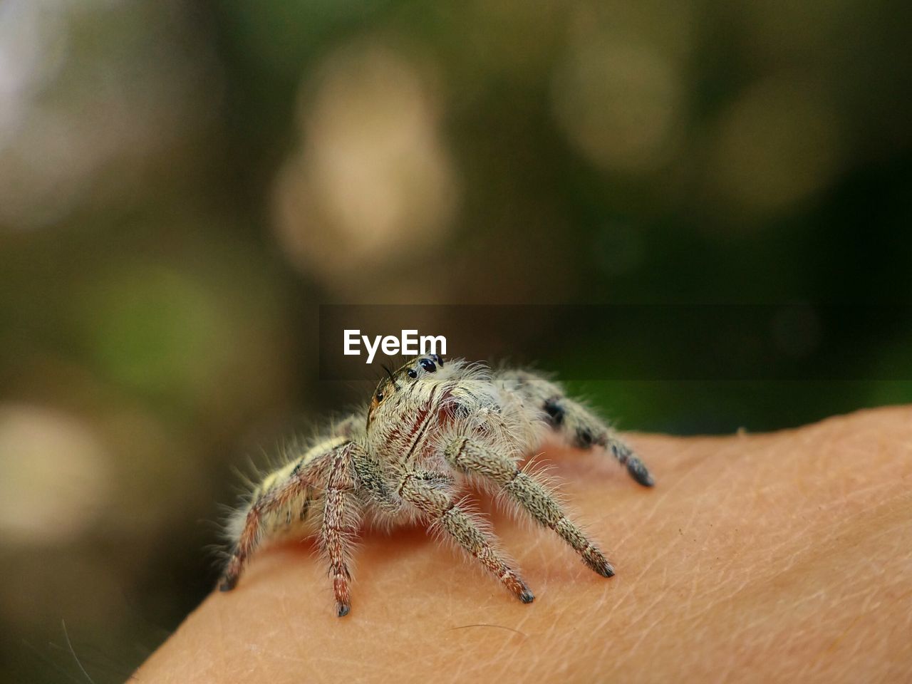 Close-up of jumping spider on hand