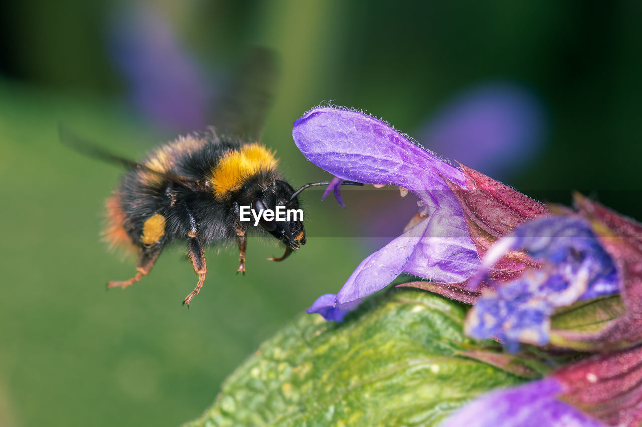 CLOSE-UP OF BEE POLLINATING ON FLOWER
