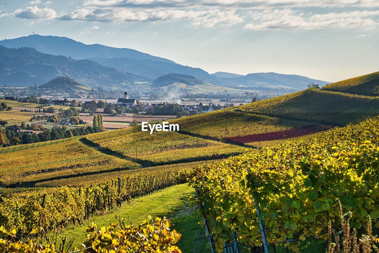 Scenic view of vineyard against sky