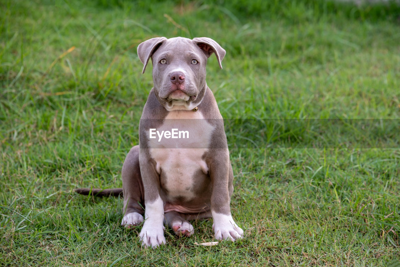 pet, dog, animal themes, mammal, animal, one animal, domestic animals, canine, grass, plant, puppy, portrait, sitting, no people, nature, carnivore, looking at camera, field, cute, outdoors, day, relaxation, land