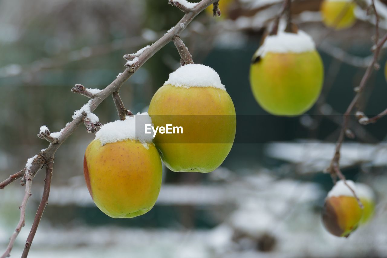 Frozen apple on the tree