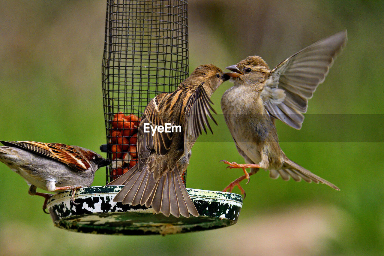 animal themes, animal, animal wildlife, bird, wildlife, flying, spread wings, group of animals, animal wing, sparrow, eating, wing, beauty in nature, feeding, nature, focus on foreground, insect, no people, two animals, mid-air, animal body part, outdoors, beak, motion, house sparrow, bird feeder, close-up
