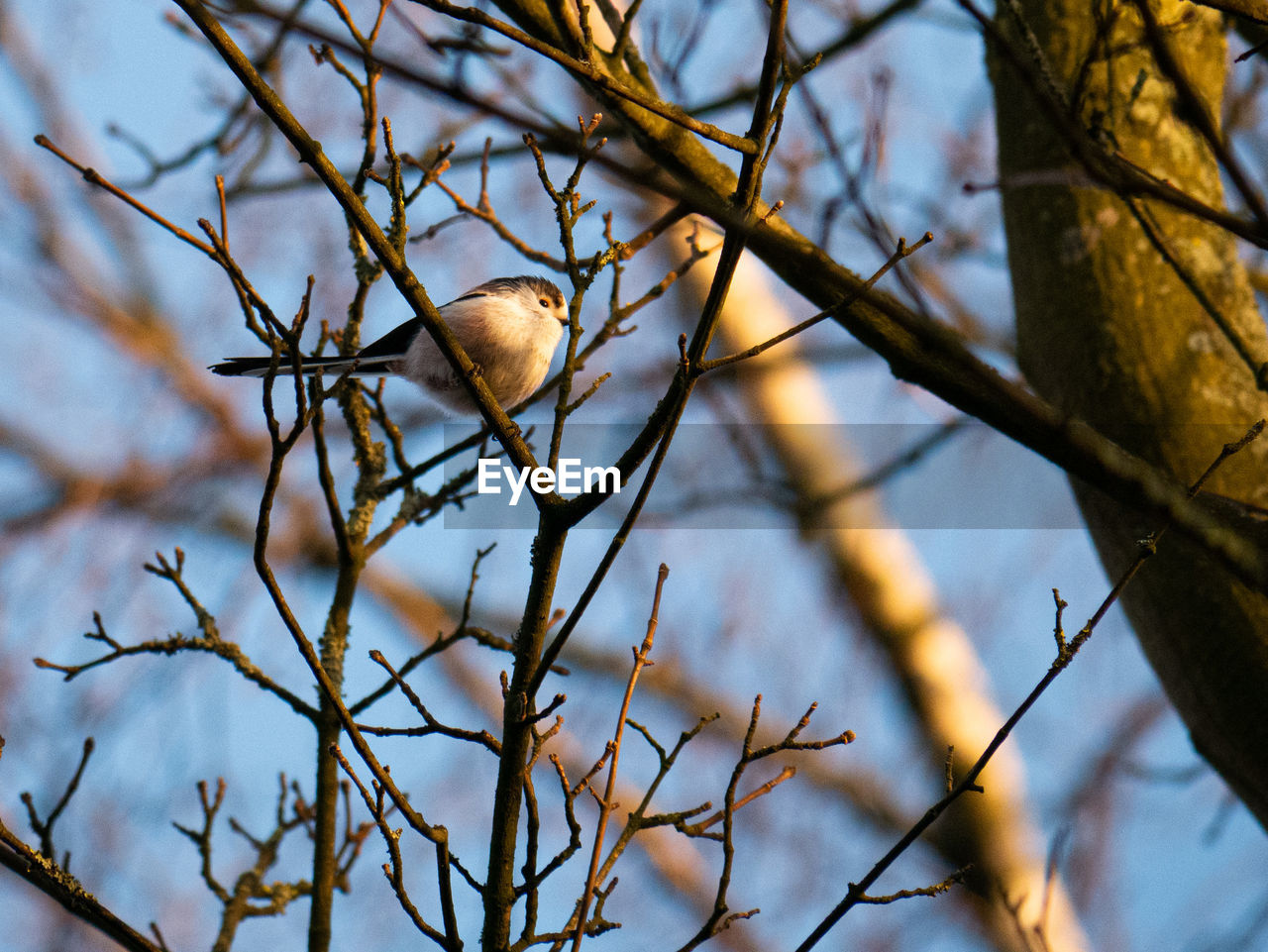 Low angle view of bird perching on branch