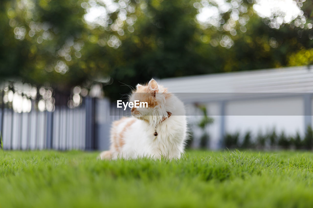 VIEW OF A WHITE DOG