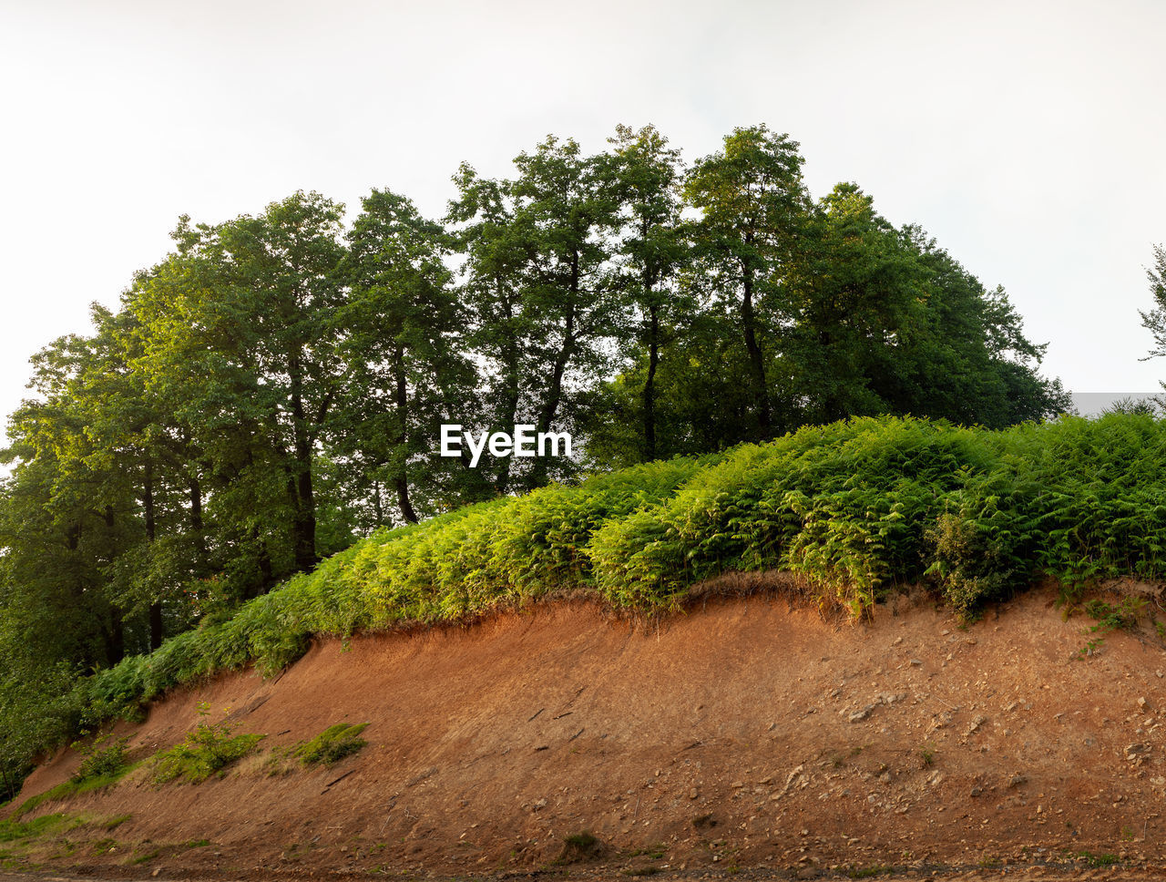 TREES GROWING ON FIELD