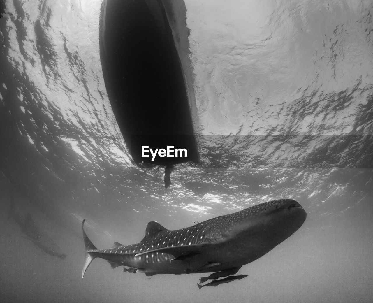 Whale shark swimming underwater next to boat