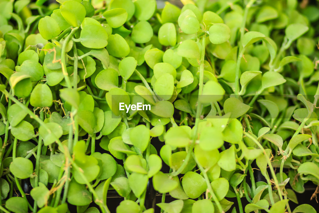 FULL FRAME SHOT OF FRESH GREEN PLANTS